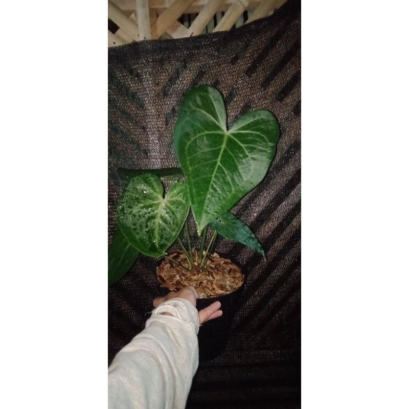 Anthurium Clarinervium X Pterodactyl