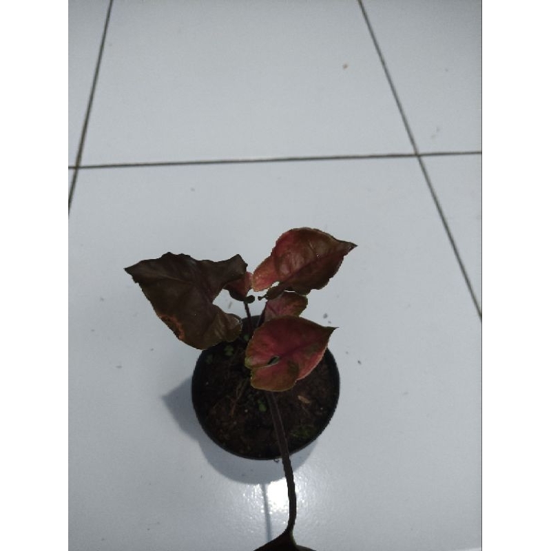 syngonium strawberry ice