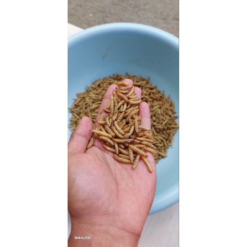Maggot BSF KERING GRADE A++ PREMIUM TERMURAH