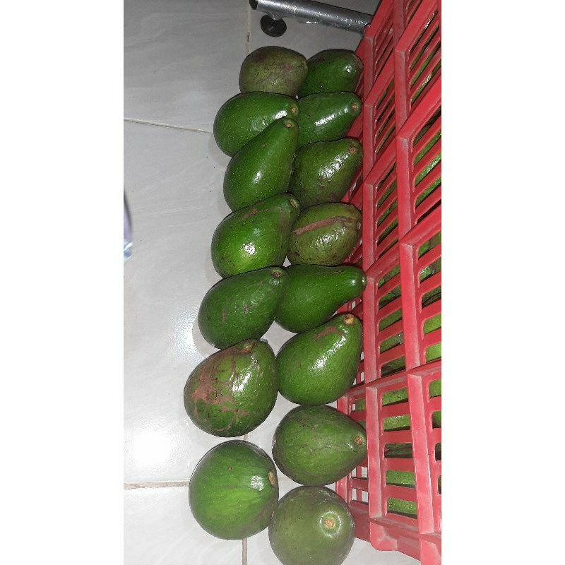 

alpukat#mentega#murah#meriah