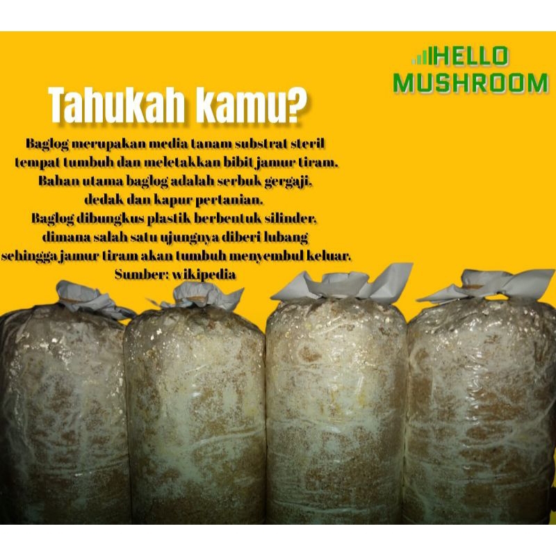 

media tanam jamur tiram (baglog)