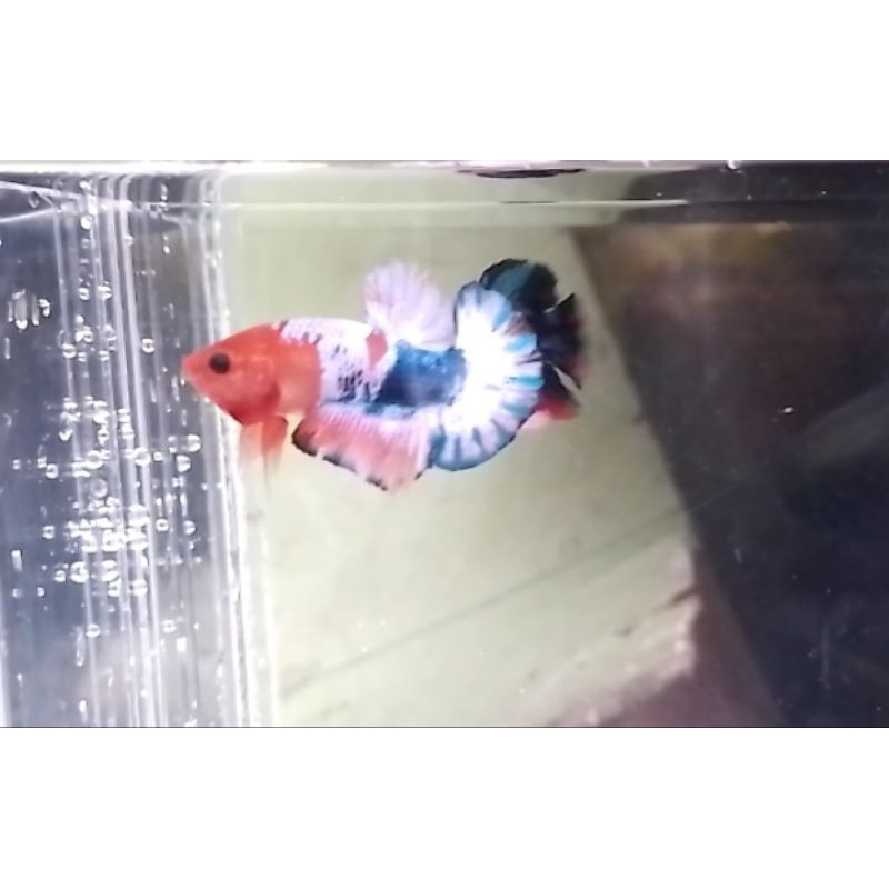 Cupang fccp orange banding A1