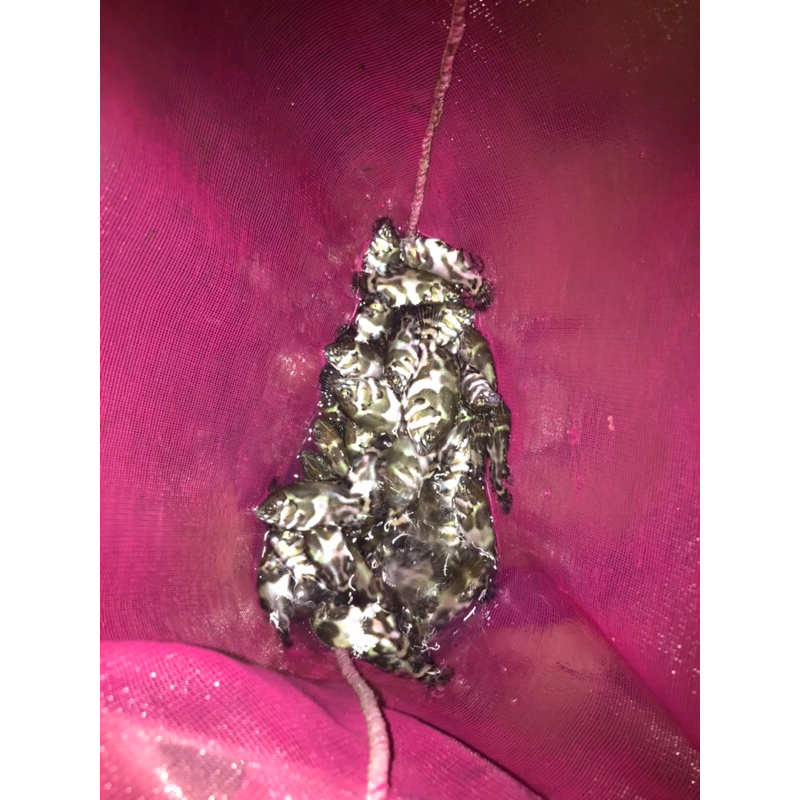 Oscar tiger batik size 3-4 cm terlaris / bisa cod / oscar tiger batik paling laku