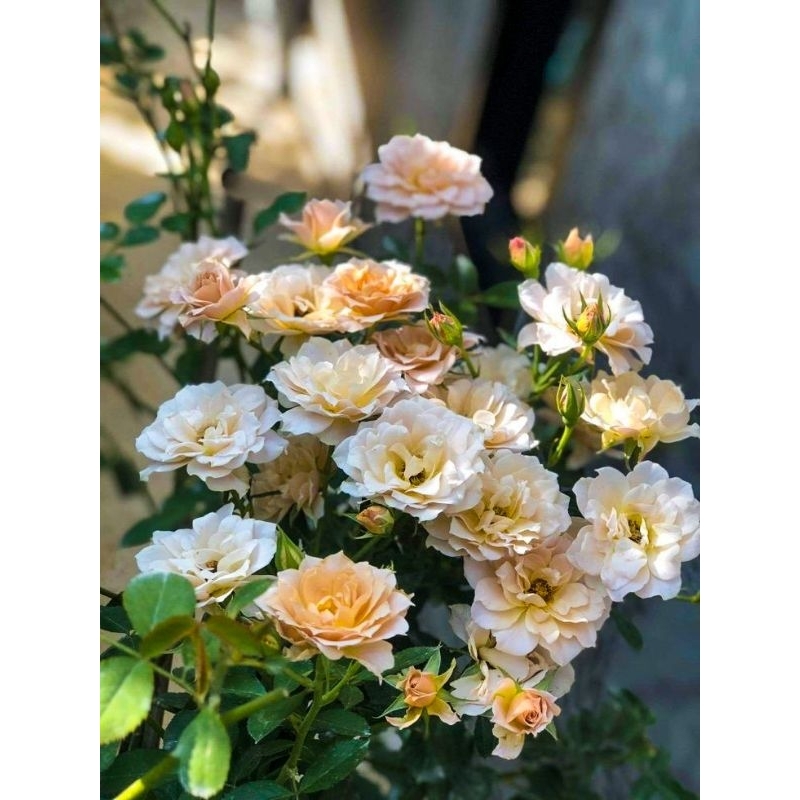 Tanaman mawar import iori - tanaman mawar iori