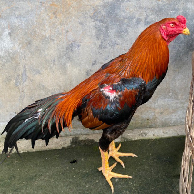 TELUR AYAM BANGKOK FERTIL PUKUL KERAS