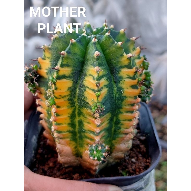 MIHA HYBRID VARIGATA SELECTED//KAKTUS//KAKTUS HIAS//MIHA HYBRID VAR//KAKTUS MINI//GYMNOCALYCIUM//MIH