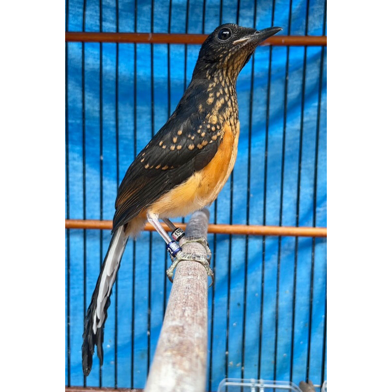 Murai Batu Trotol GMK Trah Prestasi