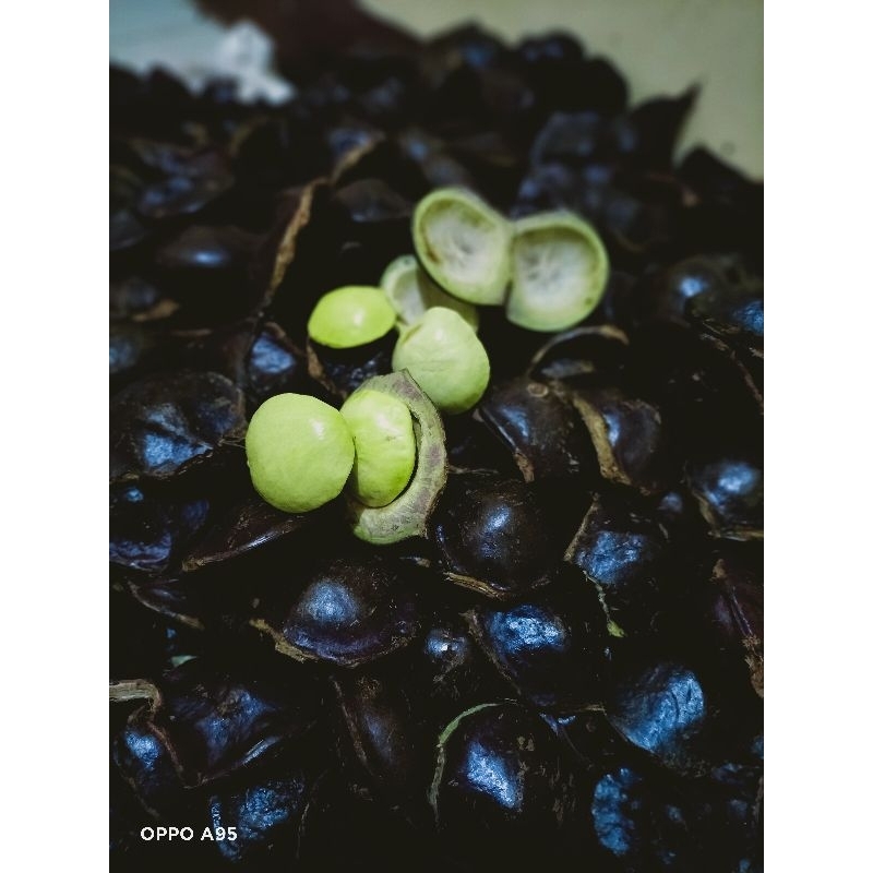

Jengkol cangkang / Muda ( JM)buat lalapan 1kg 1000grm