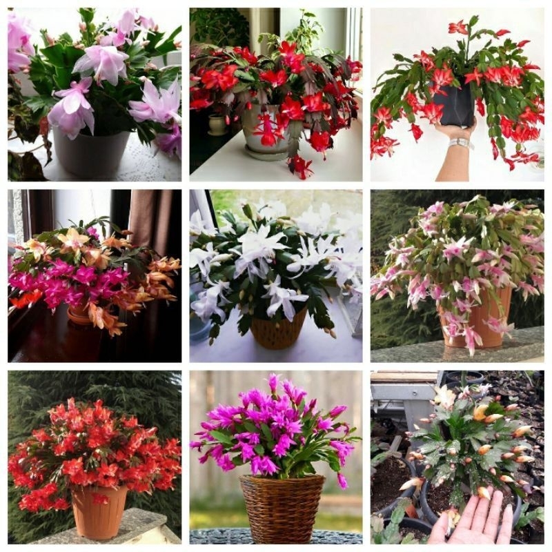 Wijaya Kusuma kepiting /Tanaman Hias Wijaya Kusuma kepiting / Bunga Hidup Wijaya Kusuma kepiting / B