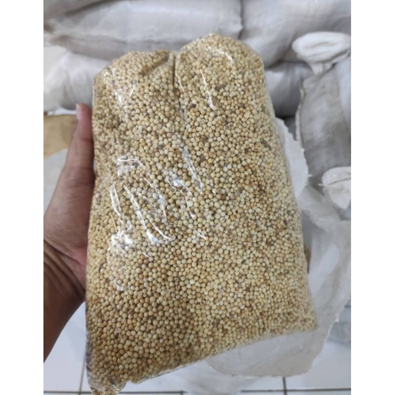 

tumbar putih murah asli