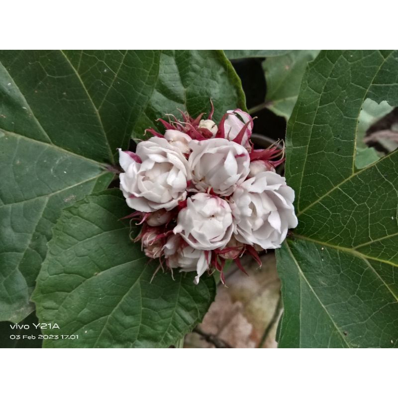 Tanaman Melati Menur(bunga wangi) bibit melati menur tanaman bunga melati menur bibit melati wangi