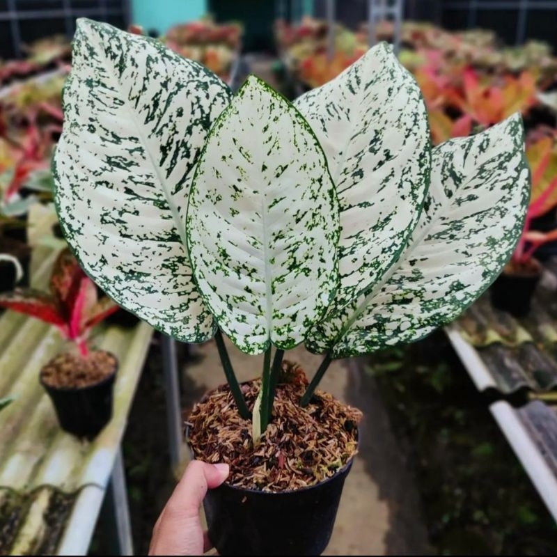 Tanaman Hias Aglonema Big Leaf / Aglaonema Big Leaf/ Tanaman hias mini/ Bunga hidup/ tanaman/ Bibit 