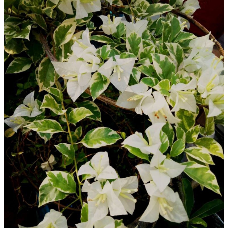 Bougenville Varigata Putih original
