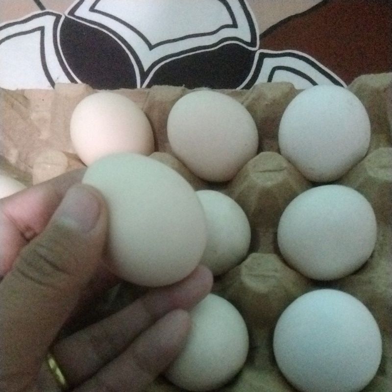 

telur ayam kampung asli