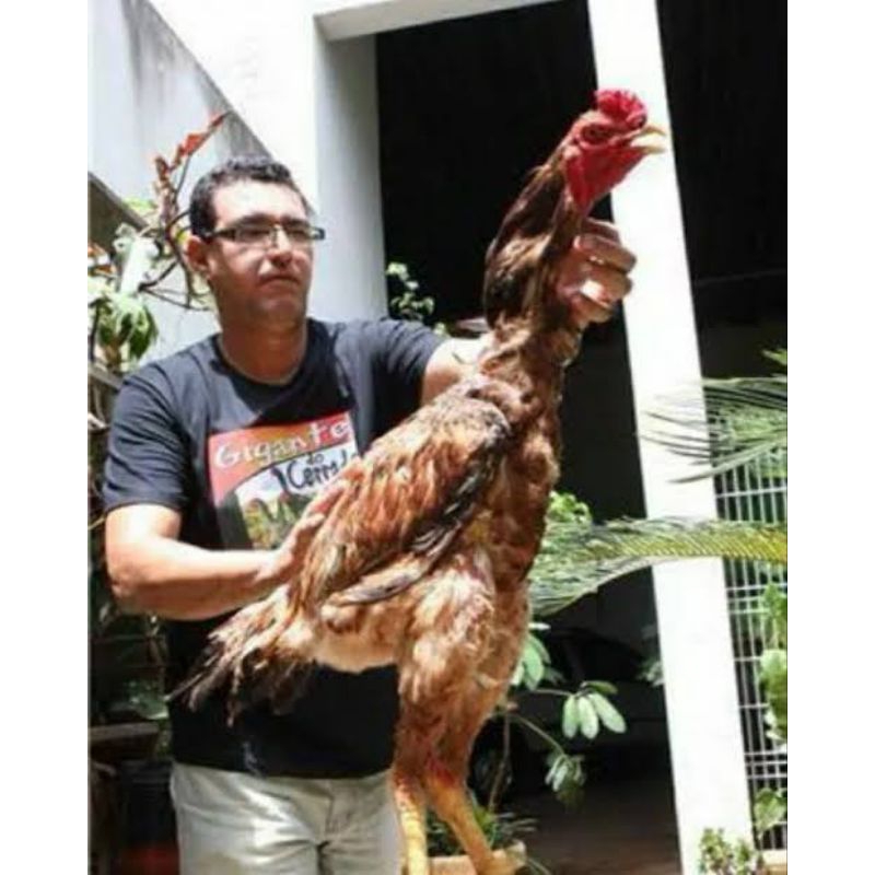 

telur ayam Godzilla f1 untuk di tetaskan