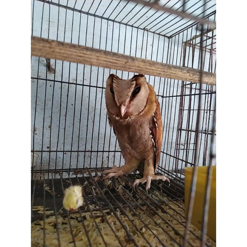 burung hantu obay remaja
