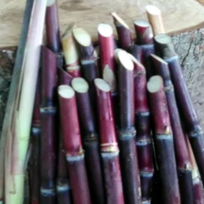 

1 Kg Tebu Merah Manis Legit Fresh Siap Kirim