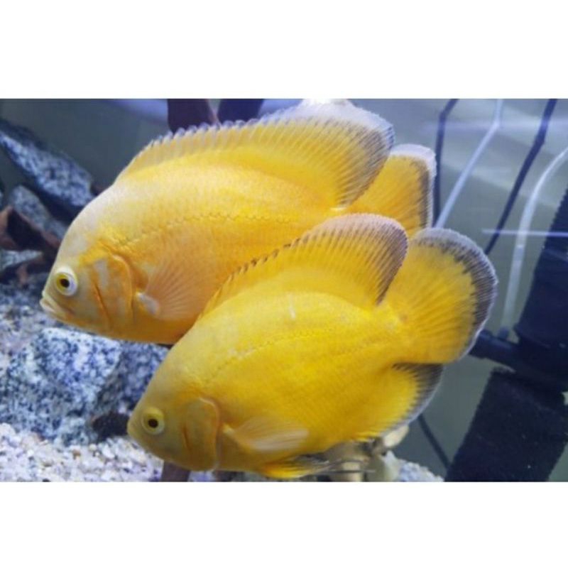Oscar yellow lemon Ukuran 5-6 cm