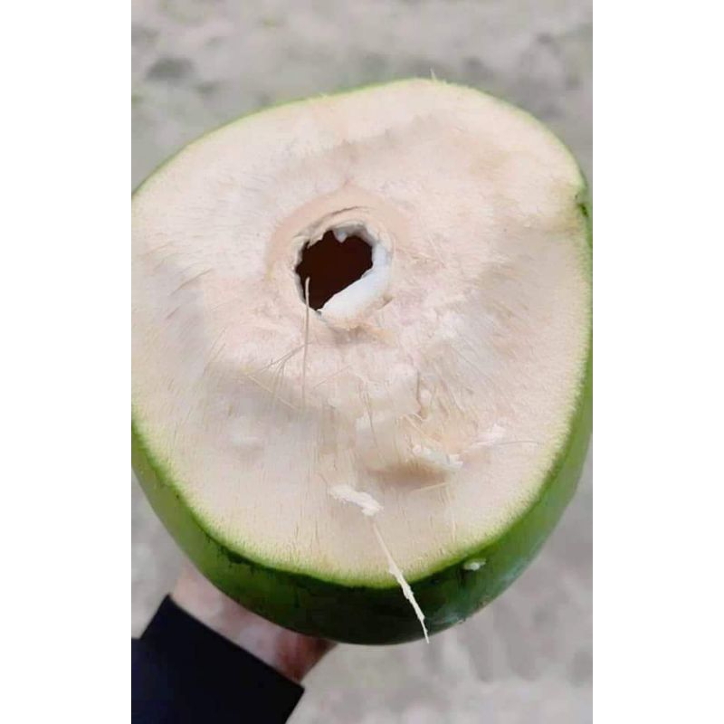 

kelapa muda
