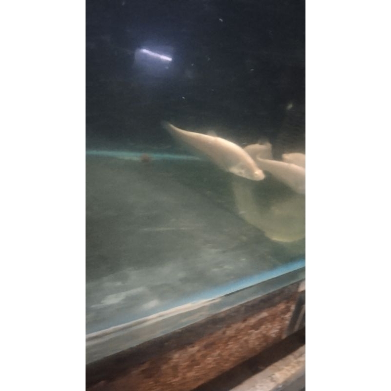 ikan belida albino size.10cm