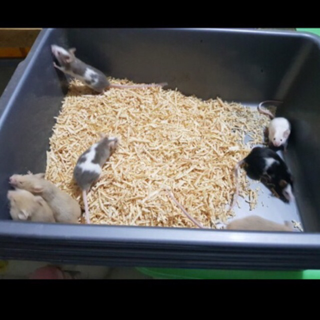 Mencit / Tikus Hias / Tikus Jepang,,jinak,,aman untuk anak anak