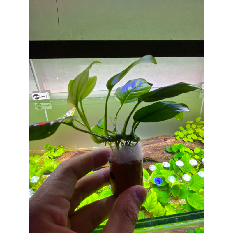 anubias nana calon indukan