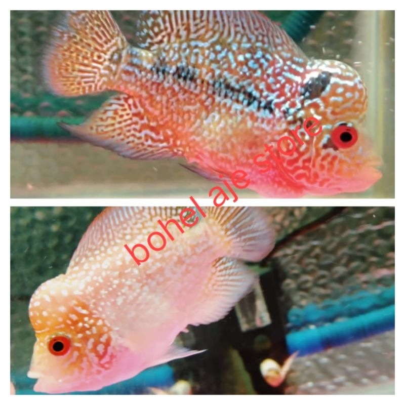 RK Burayak GB kamfa / cencu new gen grade murah promo