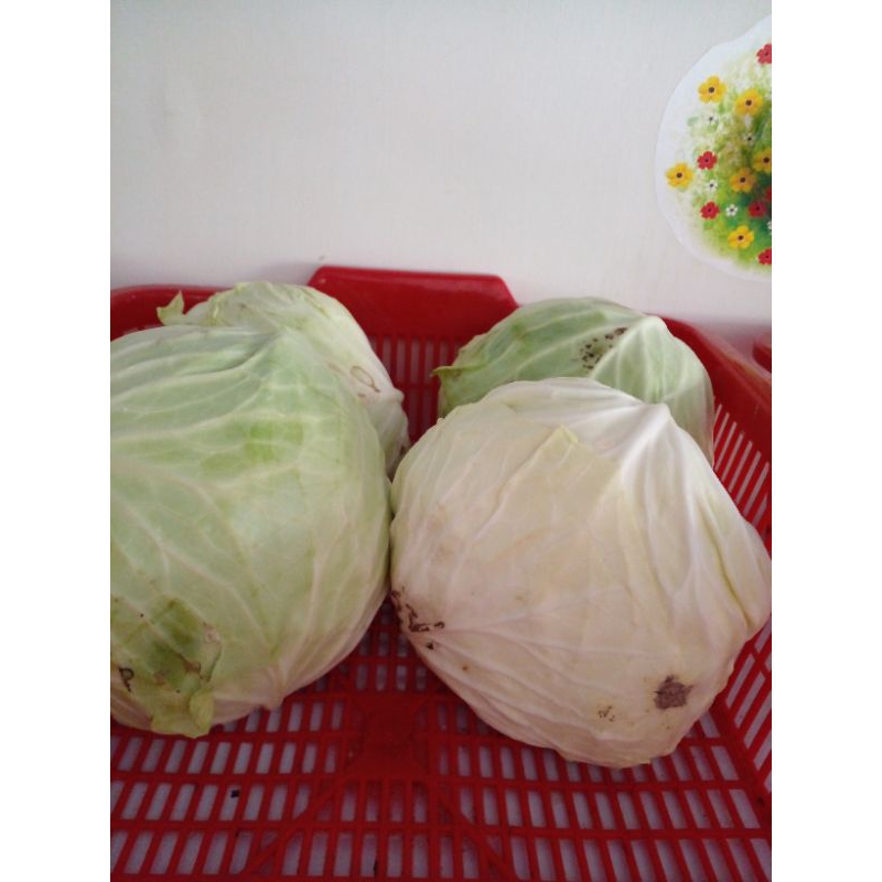 

Kubis 1kg/500gr