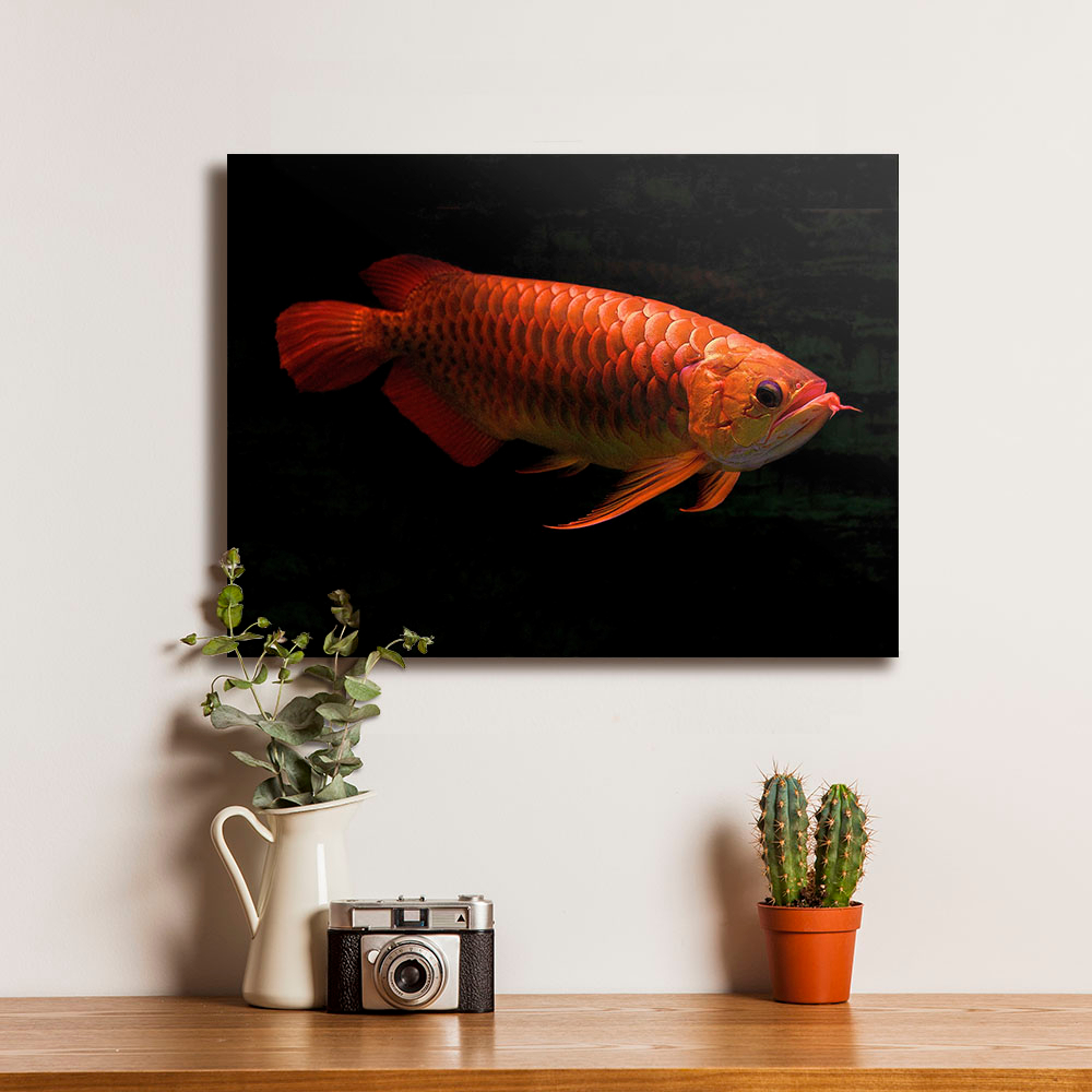 Poster Ikan Arwana Red Tail Golden Eksotis - Dekorasi Hiasan Dinding Kayu