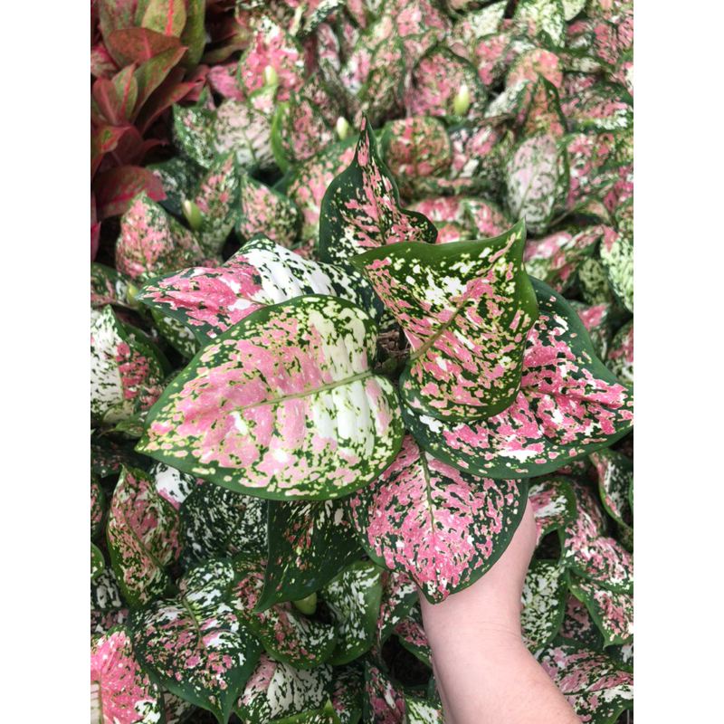 Aglaonema Tri Colour