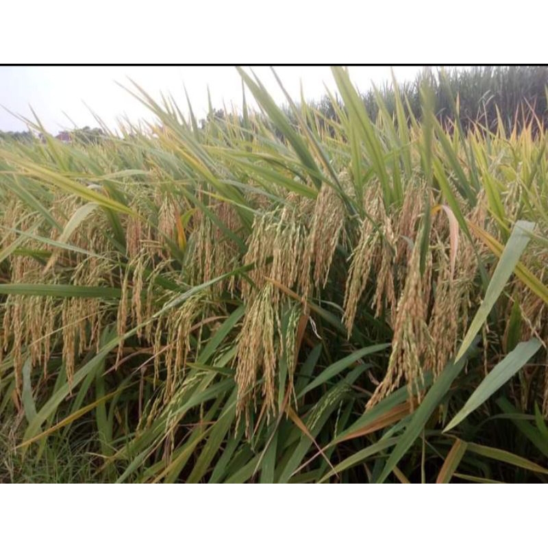 benih padi SR V2 genjah 5kg