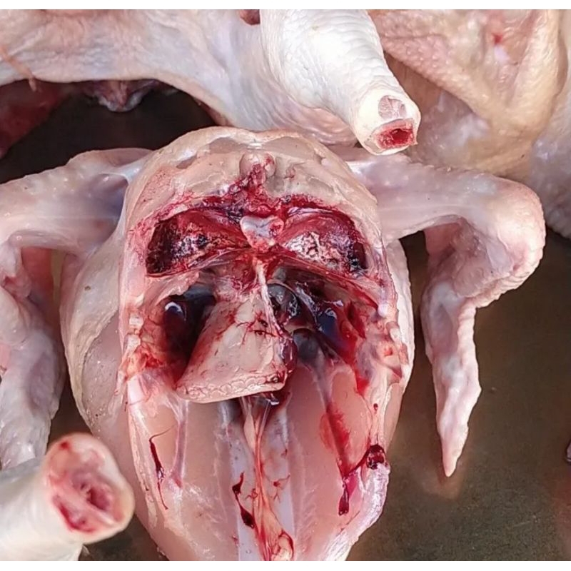 

ayam potong segar 500gr