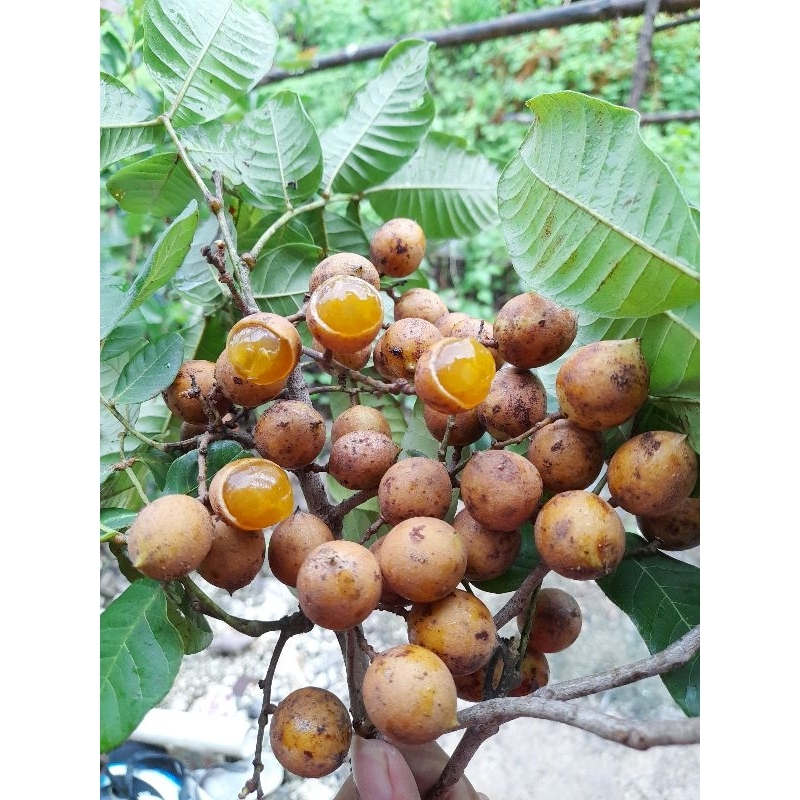 

BIJI KESAMBI