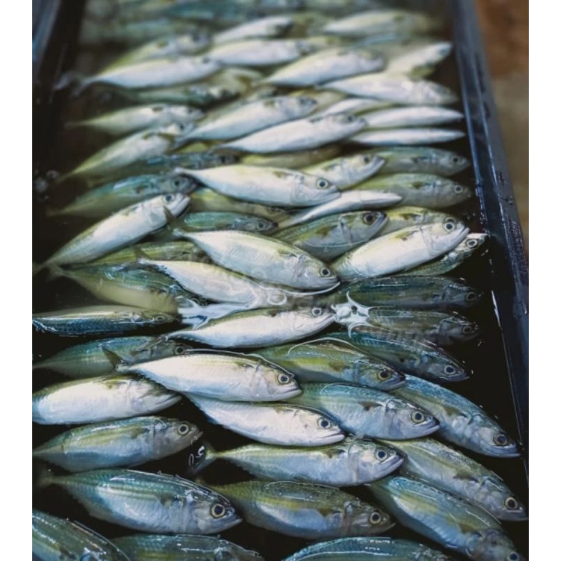 

ikan gembung Aso Segar 500gr