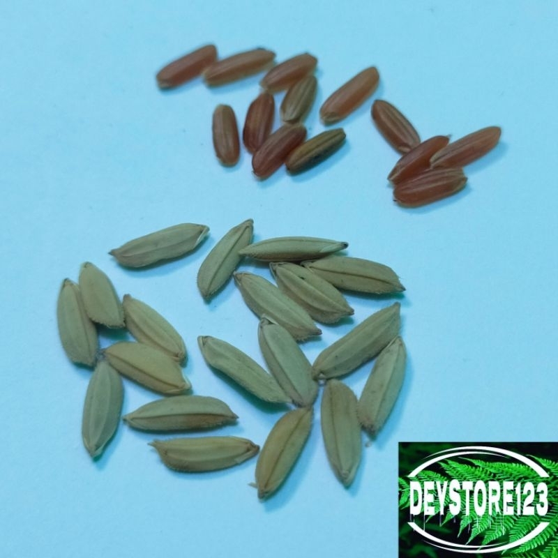 

LAKU Jual Benih Padi Beras Merah Unggul 1 Kg