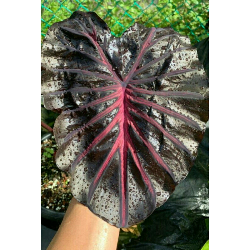(Ukuran Besar) Colocasia The King Ori Import