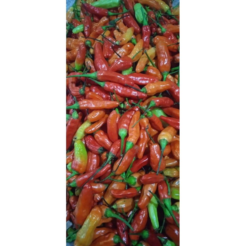 

Cabe rawit merah 100gr