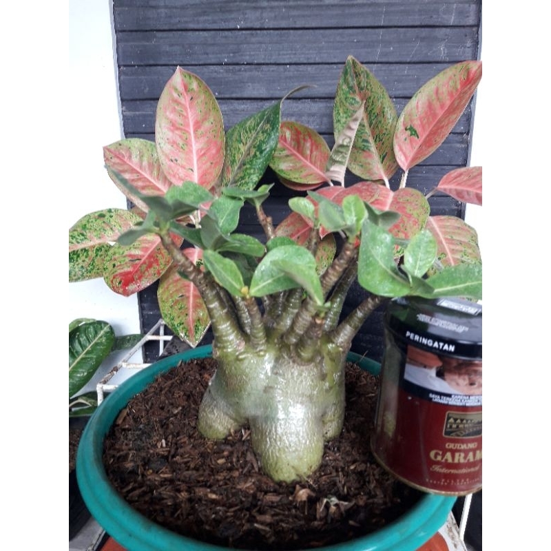 adenium arabicum serian godji