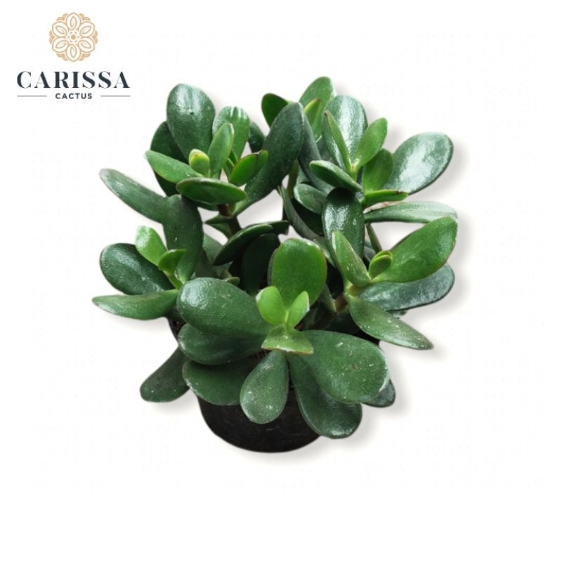 Tanaman Hias Bibit Sukulen  jade plant