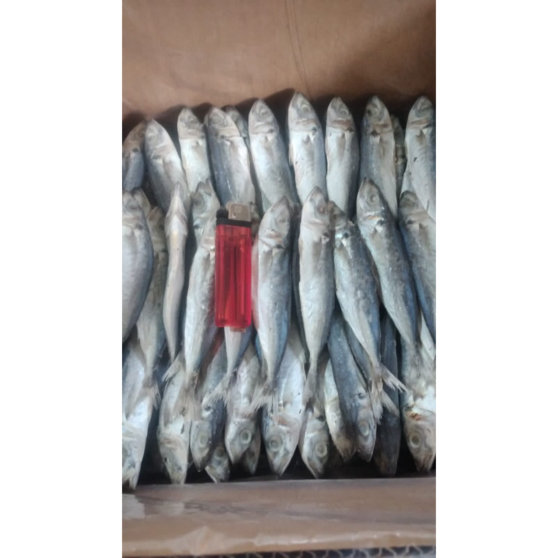 

IKAN ASIN PEDA LAYANG/PALING MURAH/250gram/KHAS TEGAL