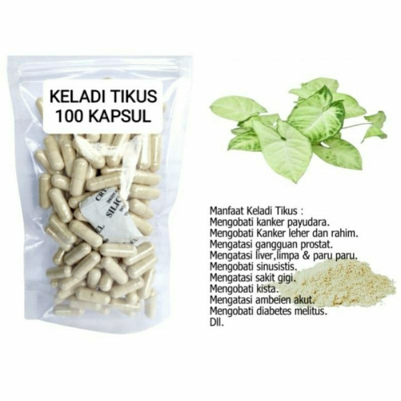 

KELADI TIKUS Kapsul Herbal Alami Kemasan Hemat - isi 100 pcs