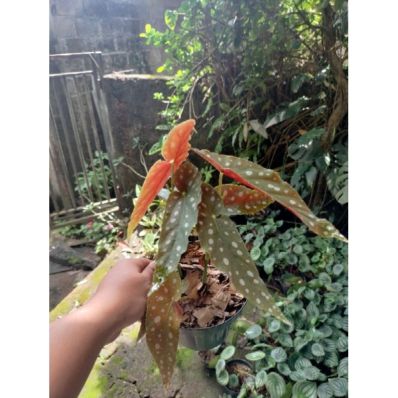 TANAMAN HIAS BEGONIA POLKADOT ANGEL WINGS