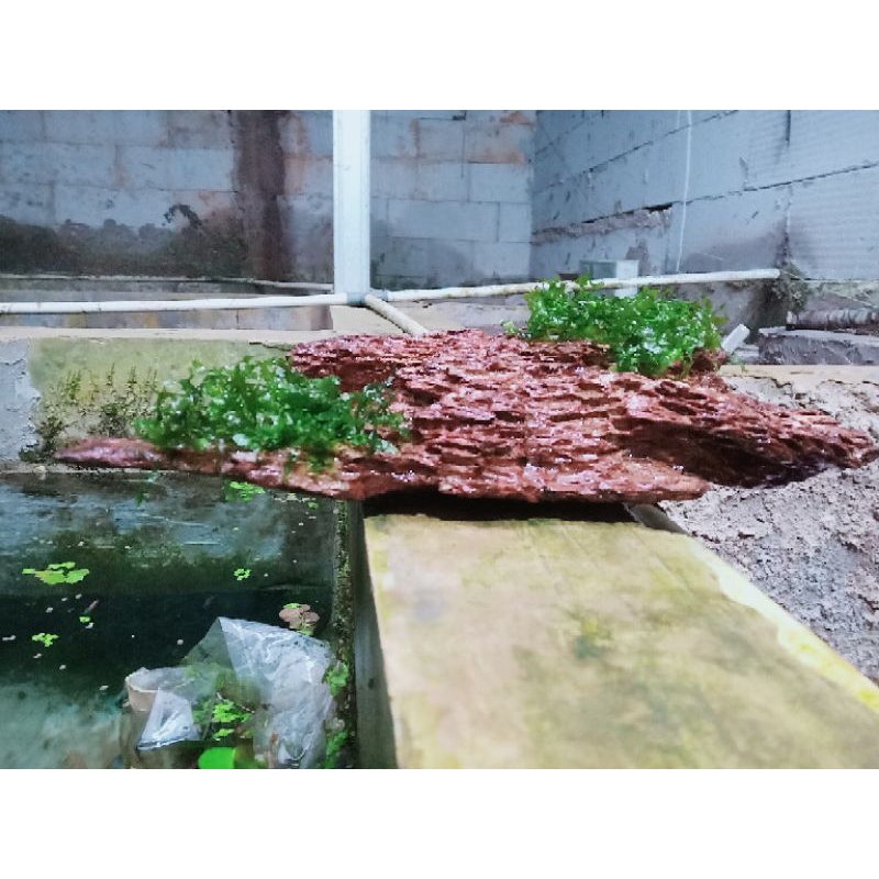 pelia+Rentek aquascape/ukuran S / bentuk radoom / kayu aquascape