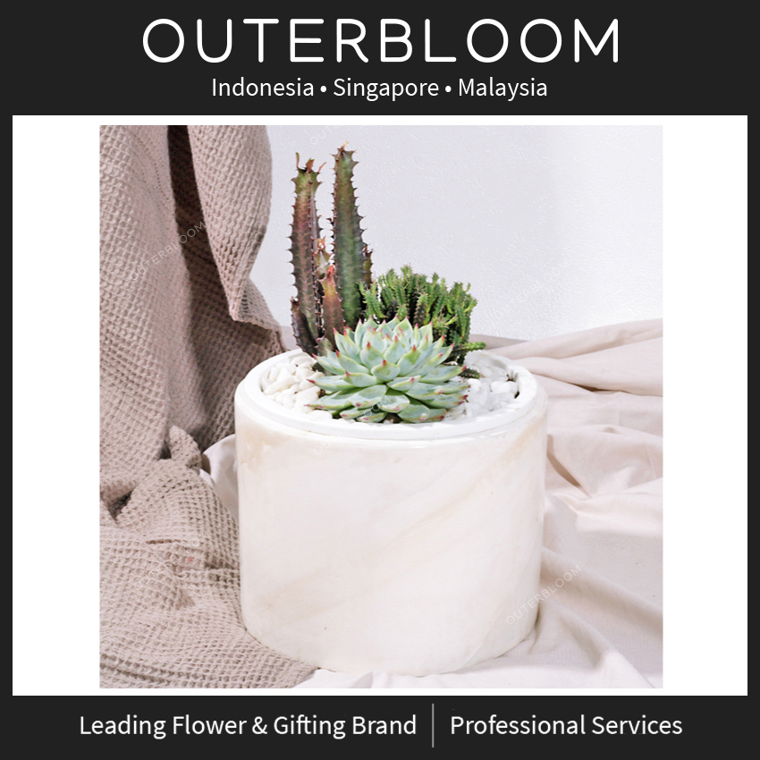 

Hampers Natal - Outerbloom The Savanna Succulent