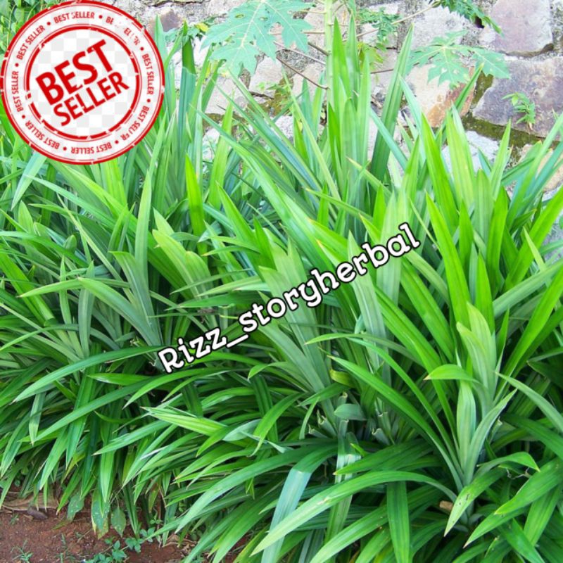 

daun pandan segar 500 gram