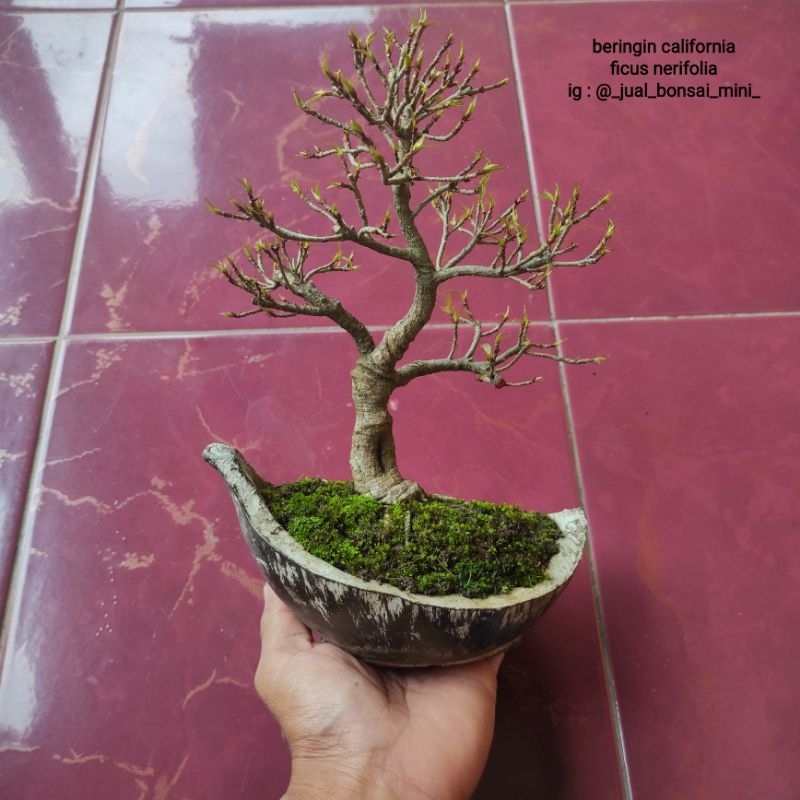 bonsai beringin california - ficus nerifolia no 2
