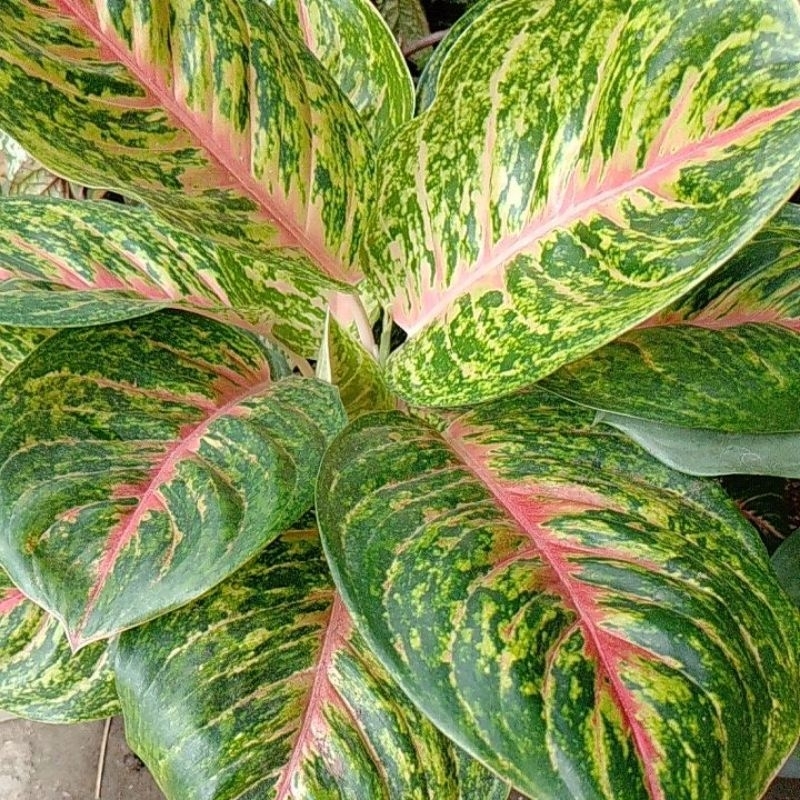 Aglonema Big Papa Ekonomis Anakan Remaja Dewasa