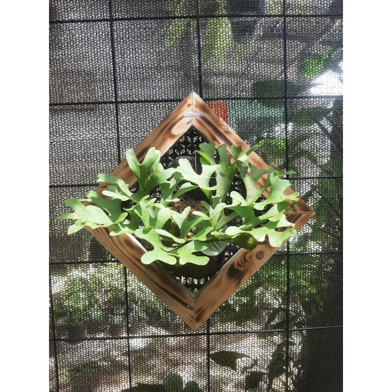 Platycerium ridleyi size M