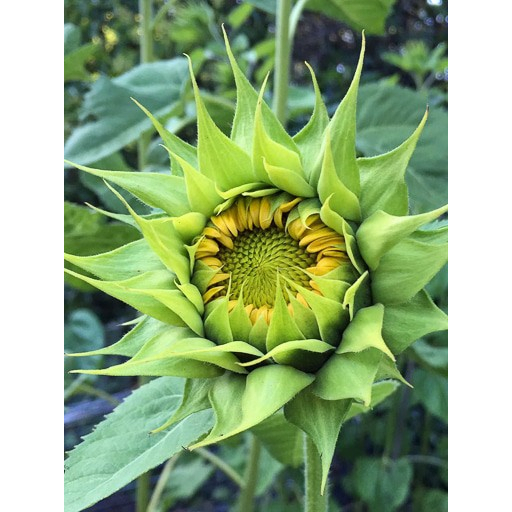 Benih Bibit Biji - Sunflower SunFill™ Green – A Bouquet Green Filler Bunga Matahari Seeds - IMPORT