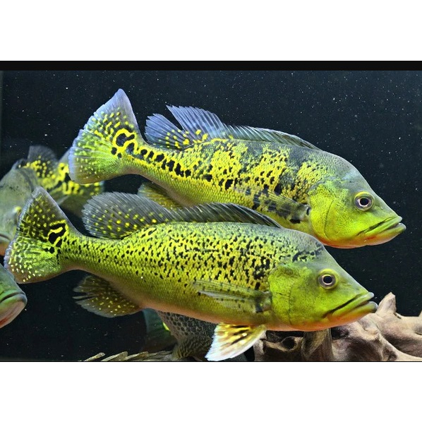 Pernak Pernik Aquarium Dan Hiasan Peacock Bass Kelberi
